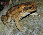 Плюсы и минусы содержания лягушек и жаб дома